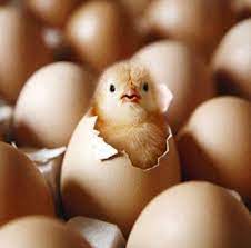 Egg Hatchery Business In Kannada