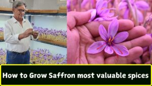 How to Grow Saffron most valuable spices