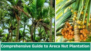 Comprehensive Guide to Areca Nut Plantation