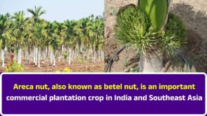 Areca Nut Horticulture