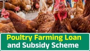 Poultry Farming Loan and Subsidy Scheme