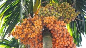 Areca Nut Plantation Government Subsidy Scheme 2025