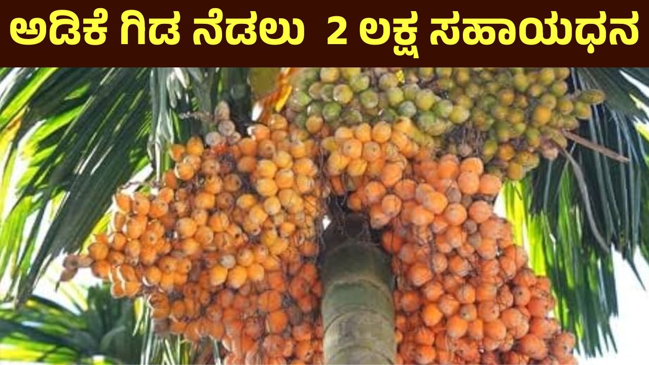 Areca Nut Plantation Government Subsidy Scheme