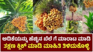 Areca Nut